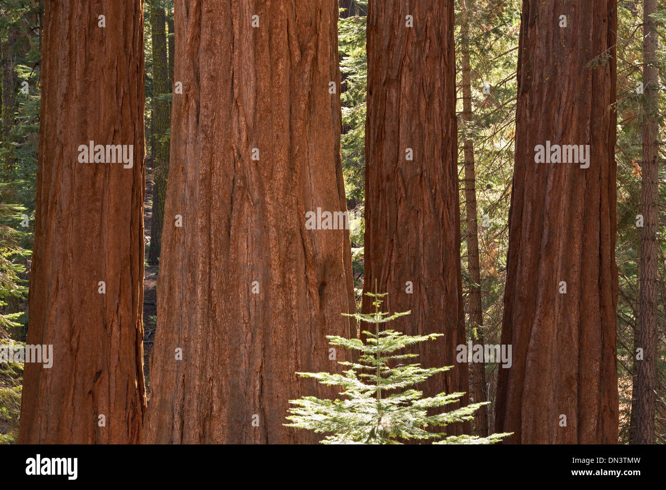 Gigantischen Sequoia Bäumen (Sequoiadendron Giganteum) im Mariposa Grove, Yosemite-Nationalpark, Kalifornien, USA. Stockfoto