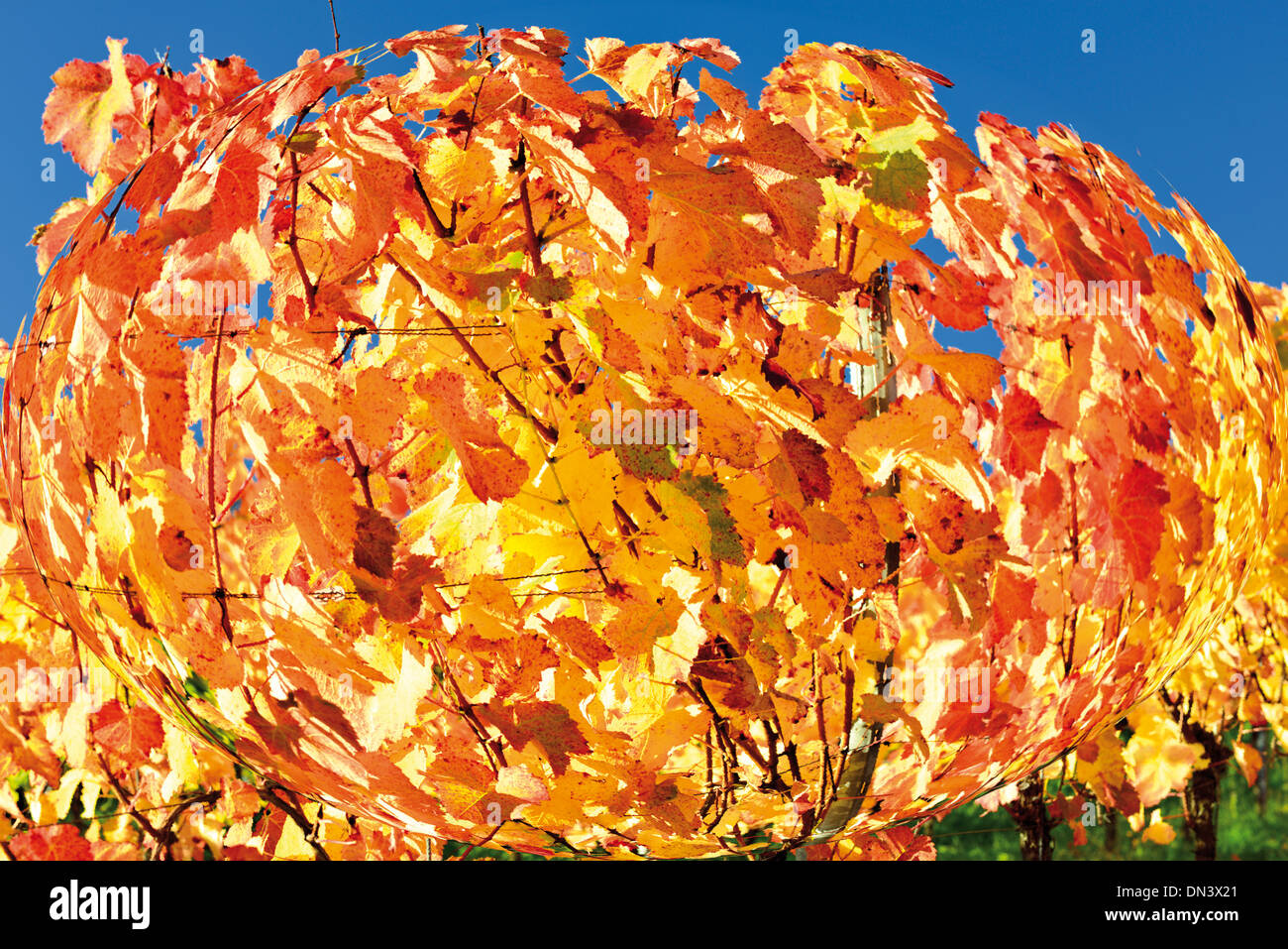 Deutschland, Baden-Württemberg: Weinblätter mit warmen Herbstfarben Weinsberg Weinberge in der letzten Oktober-Sonne Stockfoto