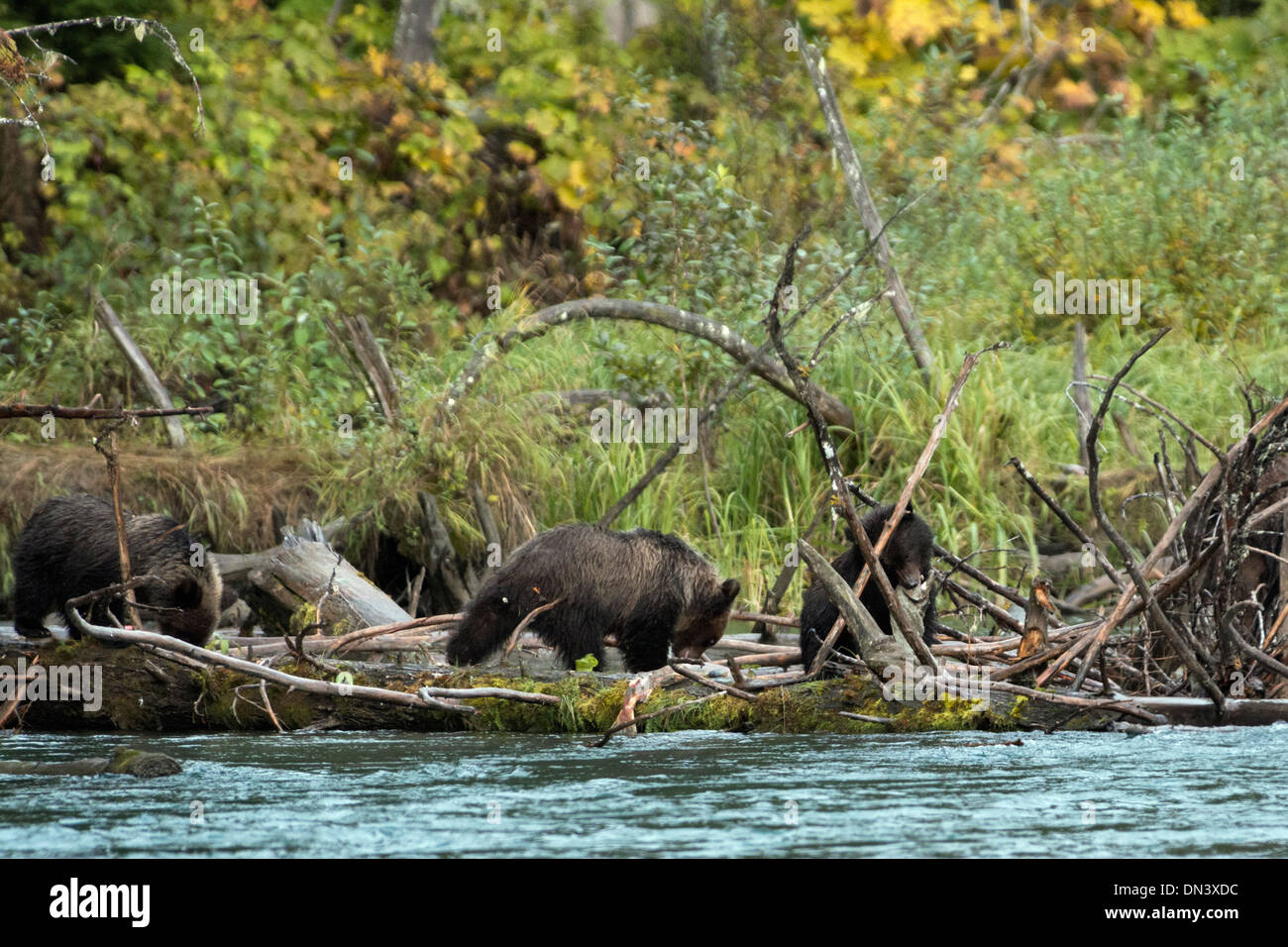 Drei grizzly Jungtiere essen Sockeye Lachs, Mitchell River, Cariboo Chilcotin Region, Britisch-Kolumbien Stockfoto