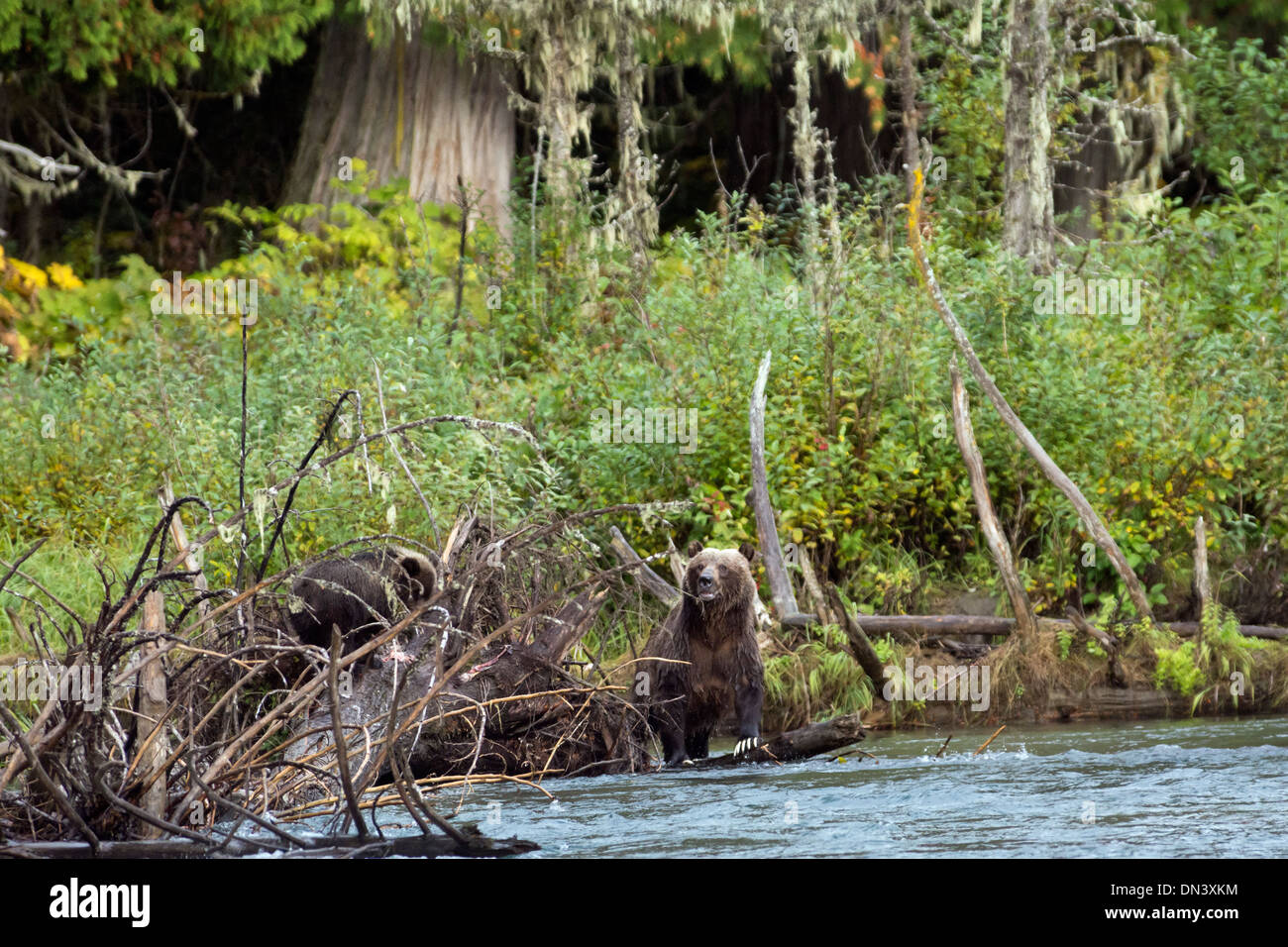 Mutter Grizzly mit Cub Essen Sockeye Lachs, Mitchell River, Cariboo Chilcotin Region, Britisch-Kolumbien Stockfoto