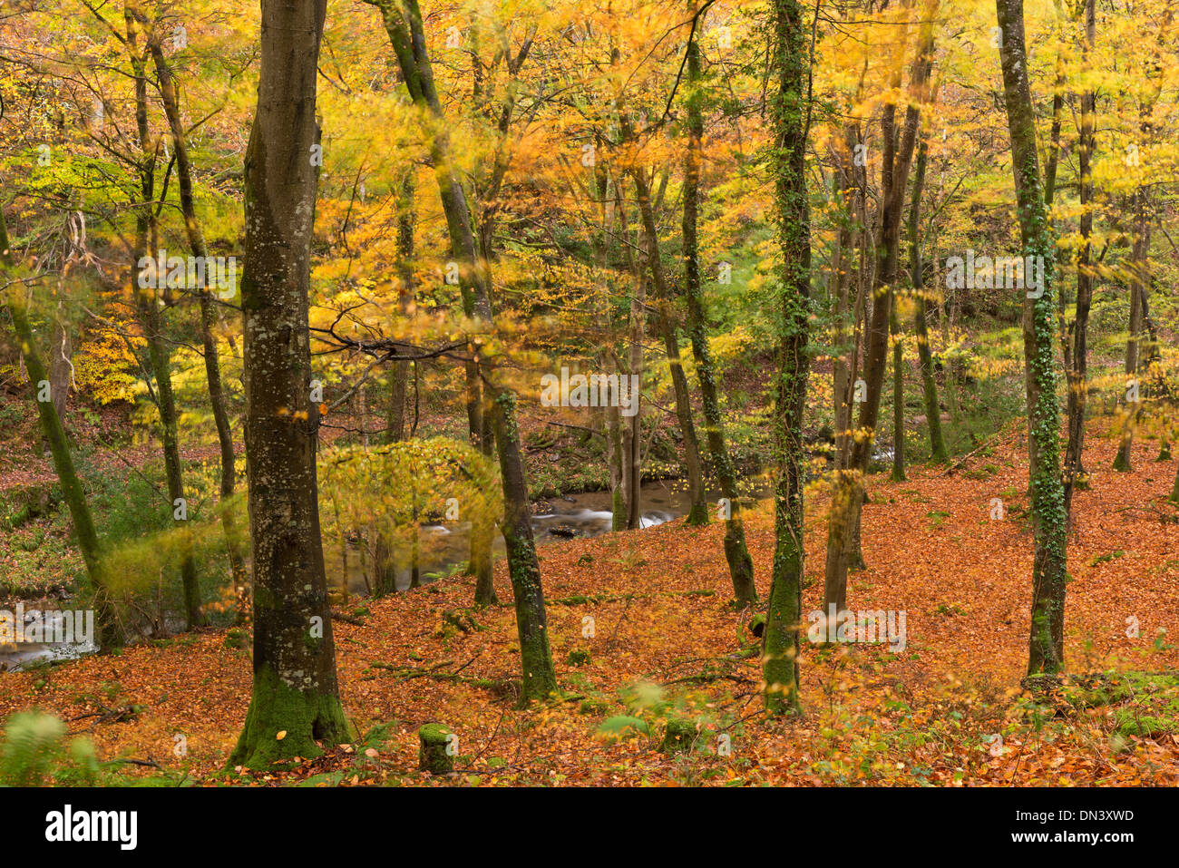 Herbstfarben im Watersmeet, Exmoor National Park, Devon, England. Herbst (November) 2013. Stockfoto