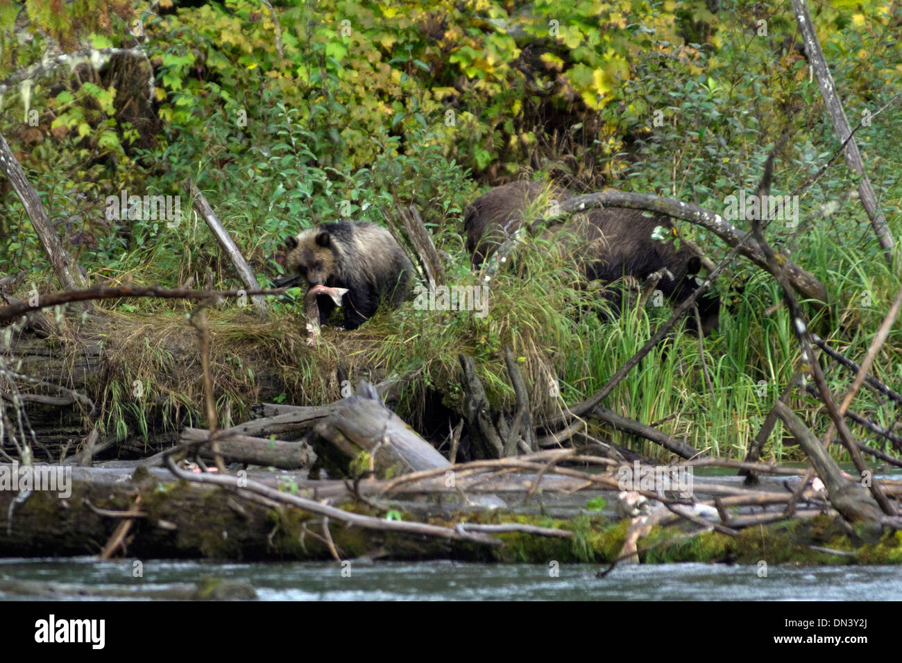 Grizzly Cub mit Sockeye Lachs und Mutter grizzly, Mitchell River, Cariboo Chilcotin Region, Britisch-Kolumbien Stockfoto