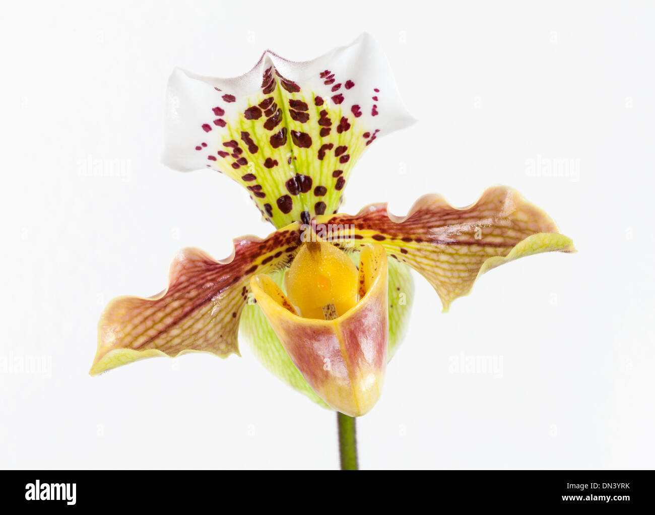 Orchidee blüht in weißen Hintergrund Stockfoto