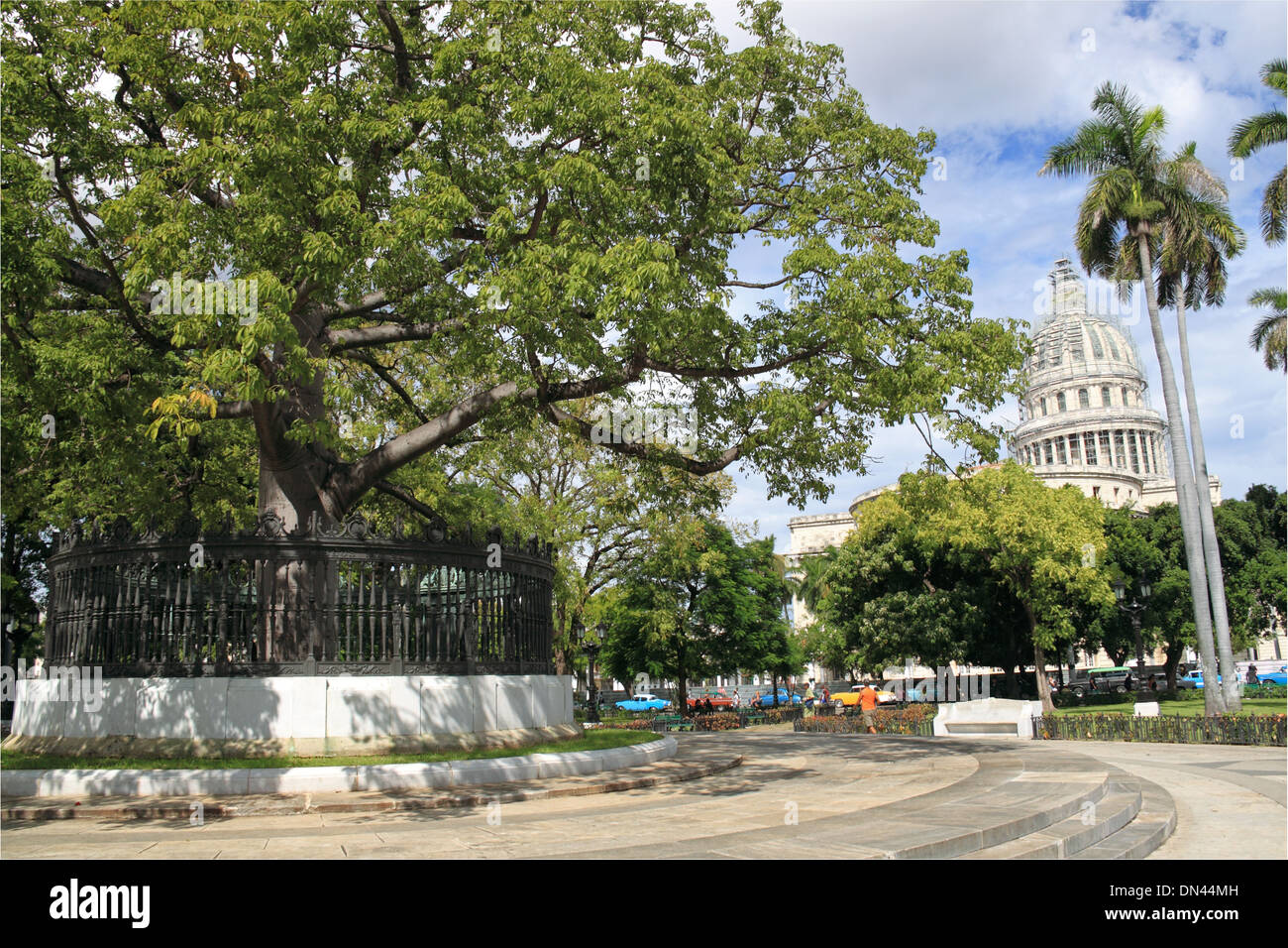 Ceiba Baum im Parque De La Fraternidad und Capitolio über Alt-Havanna (La Habana Vieja), Kuba, Karibik, Mittelamerika Stockfoto