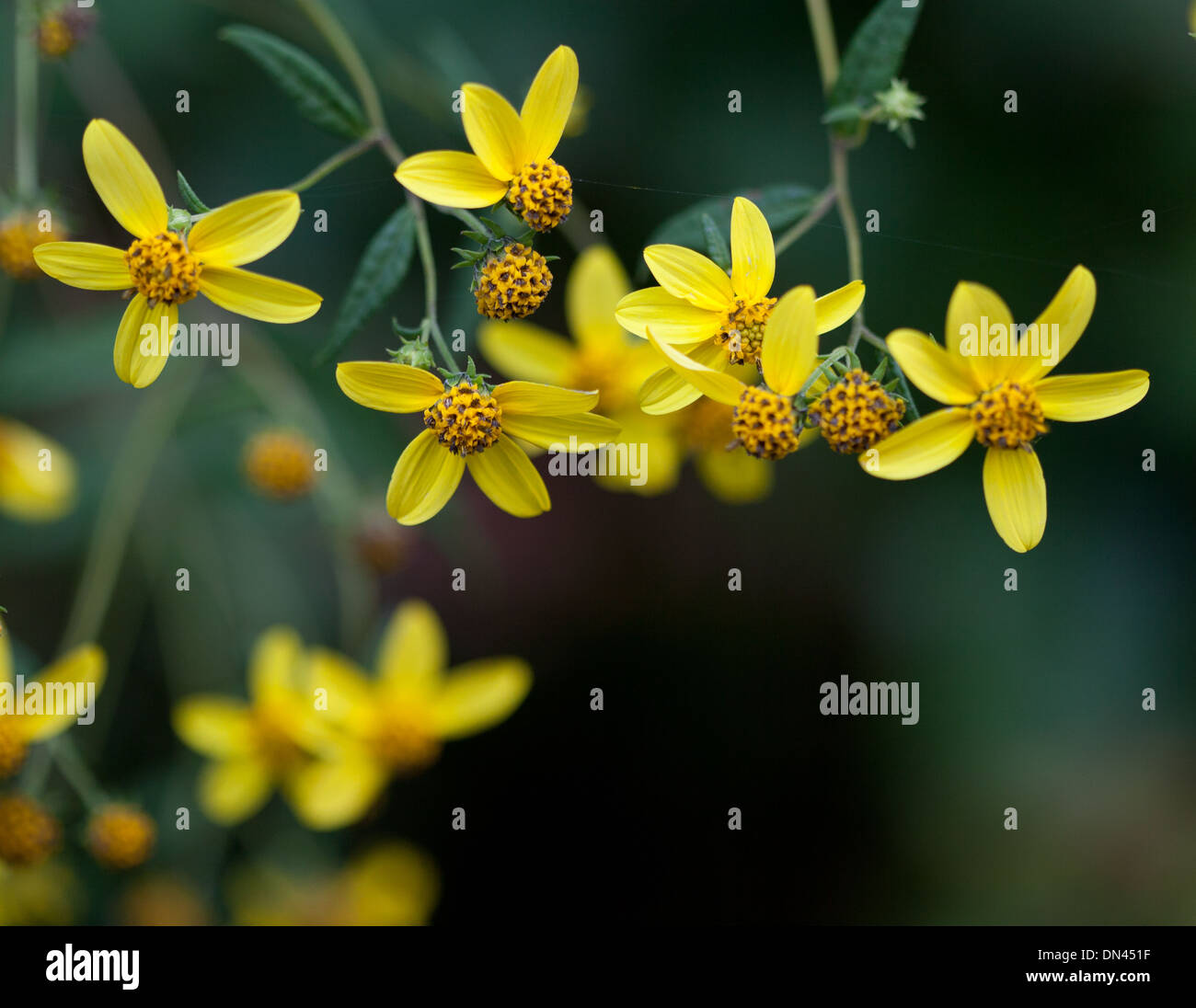 Unter der Leitung von kleinen Sonnenblume (Helianthus Microcephalus) Stockfoto