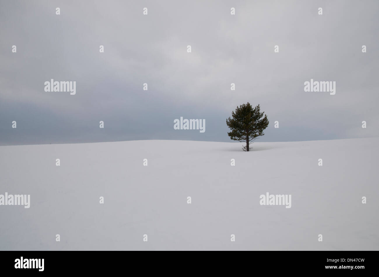 Hohen Schlüsselbild der einsamen Kiefer in eine Schneelandschaft Stockfoto