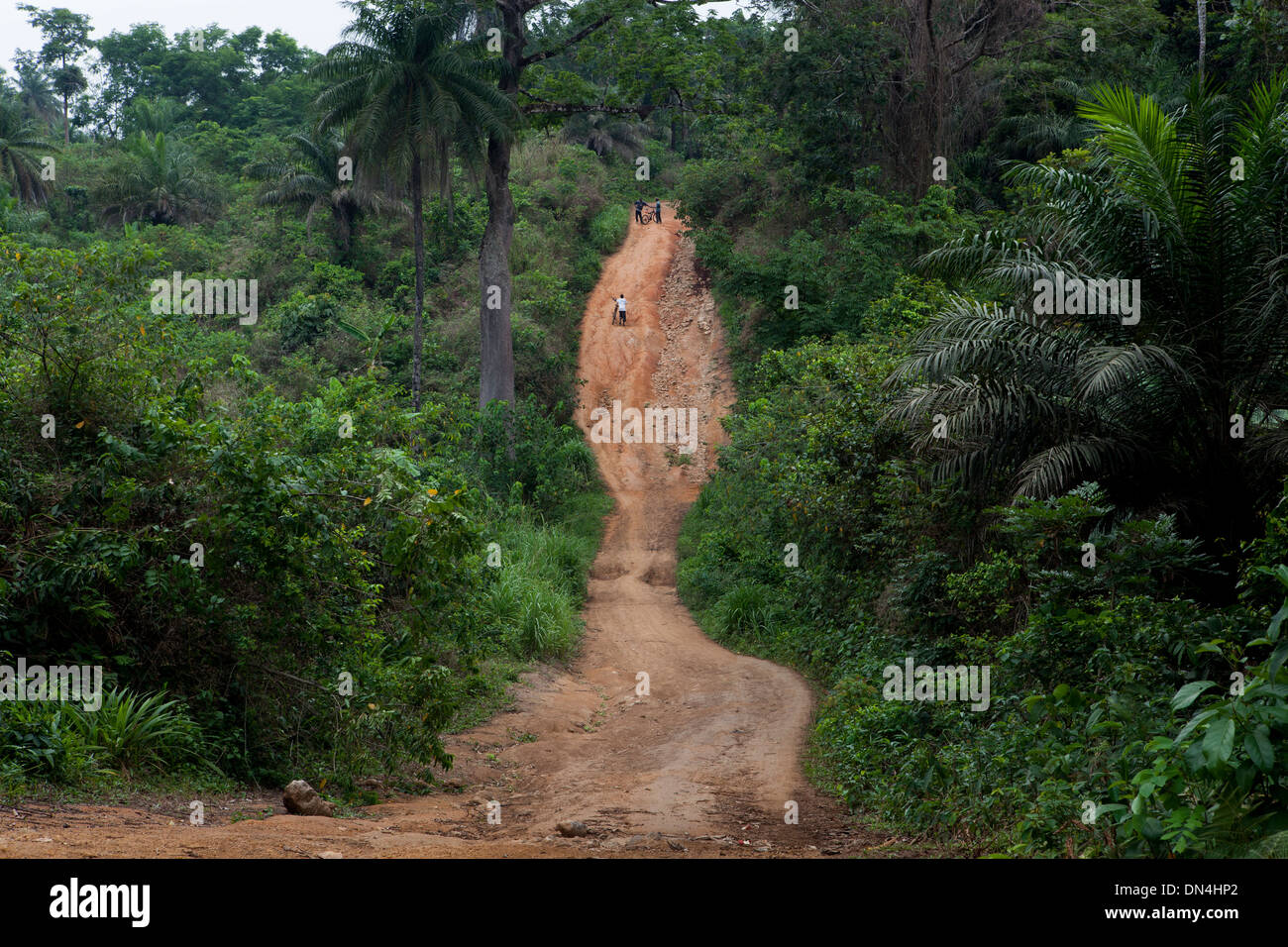 Radfahren durch unberührten Regenwald in Sierra Leone, Westafrika. Stockfoto
