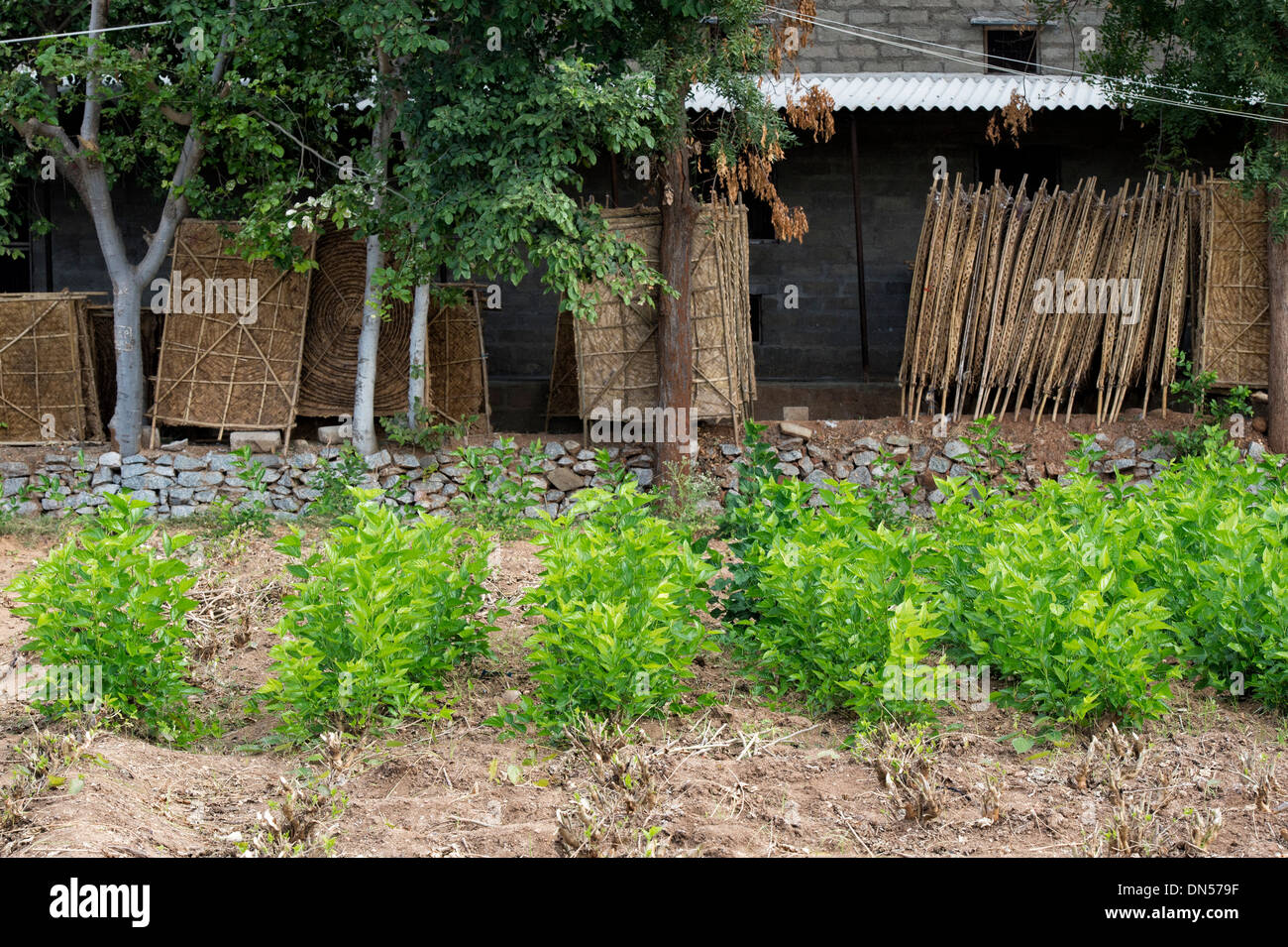 Maulbeere Pflanzen vor traditionellen kreisförmigen Bambus Rahmen für die Herstellung von Seidenraupen. Andhra Pradesh, Indien Stockfoto
