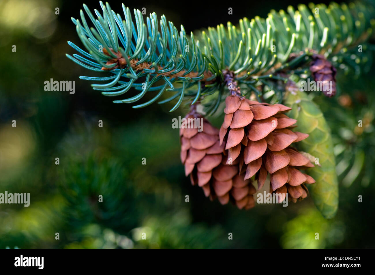 Nadelbaum Äste mit zwei reifen Zapfen (Nadelbaum Zapfen). Stockfoto