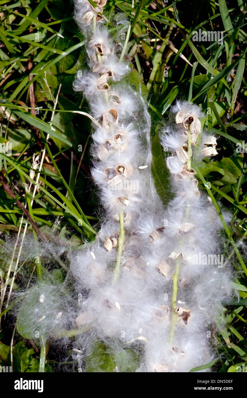 Östlichen Cottonwood (Pappel) Baumsamen auf einem Stiel Verlegung in Grasgrün. Stockfoto