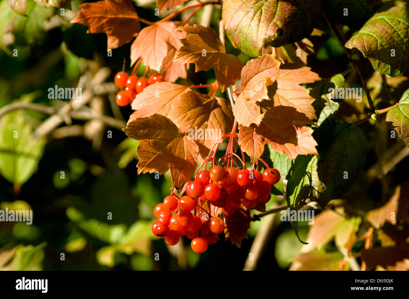 Baum rot Hawthorne Beeren und Blätter. Stockfoto