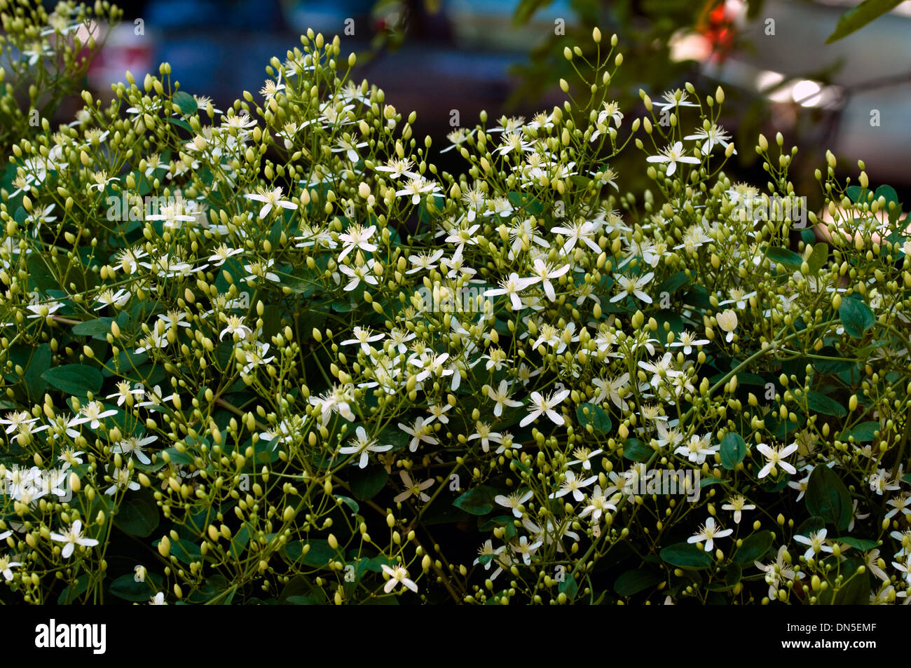 Eine Gruppe von kleinen weißen Clematis-Blüten mit gelben Zentren wächst auf einem Zaun. Stockfoto