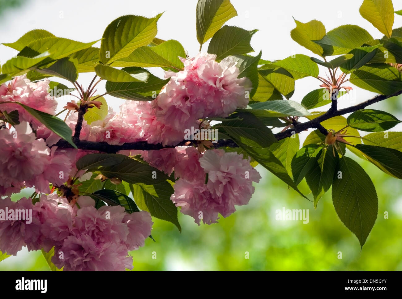 Östlichen Redbud Zweig Frühling Blüten und Blätter, Nahaufnahme. Stockfoto