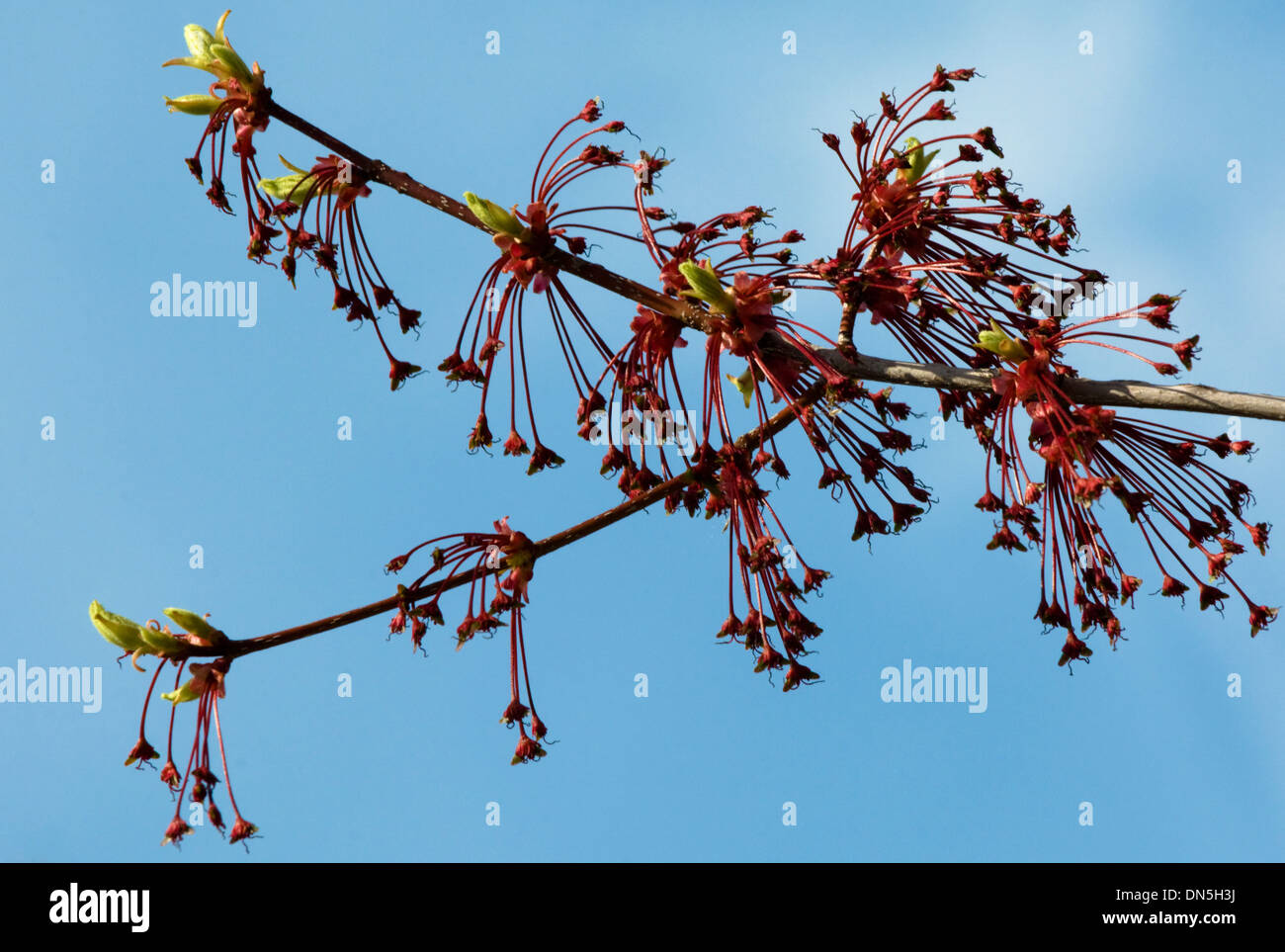 Ahornbaum Knospen im Frühjahr, Nahaufnahme. Stockfoto