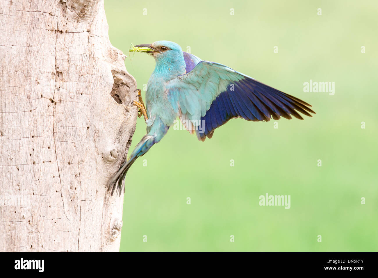 Blauracke (Coracias Garrulus) wieder in ihr Nest Loch mit einer Grille Stockfoto