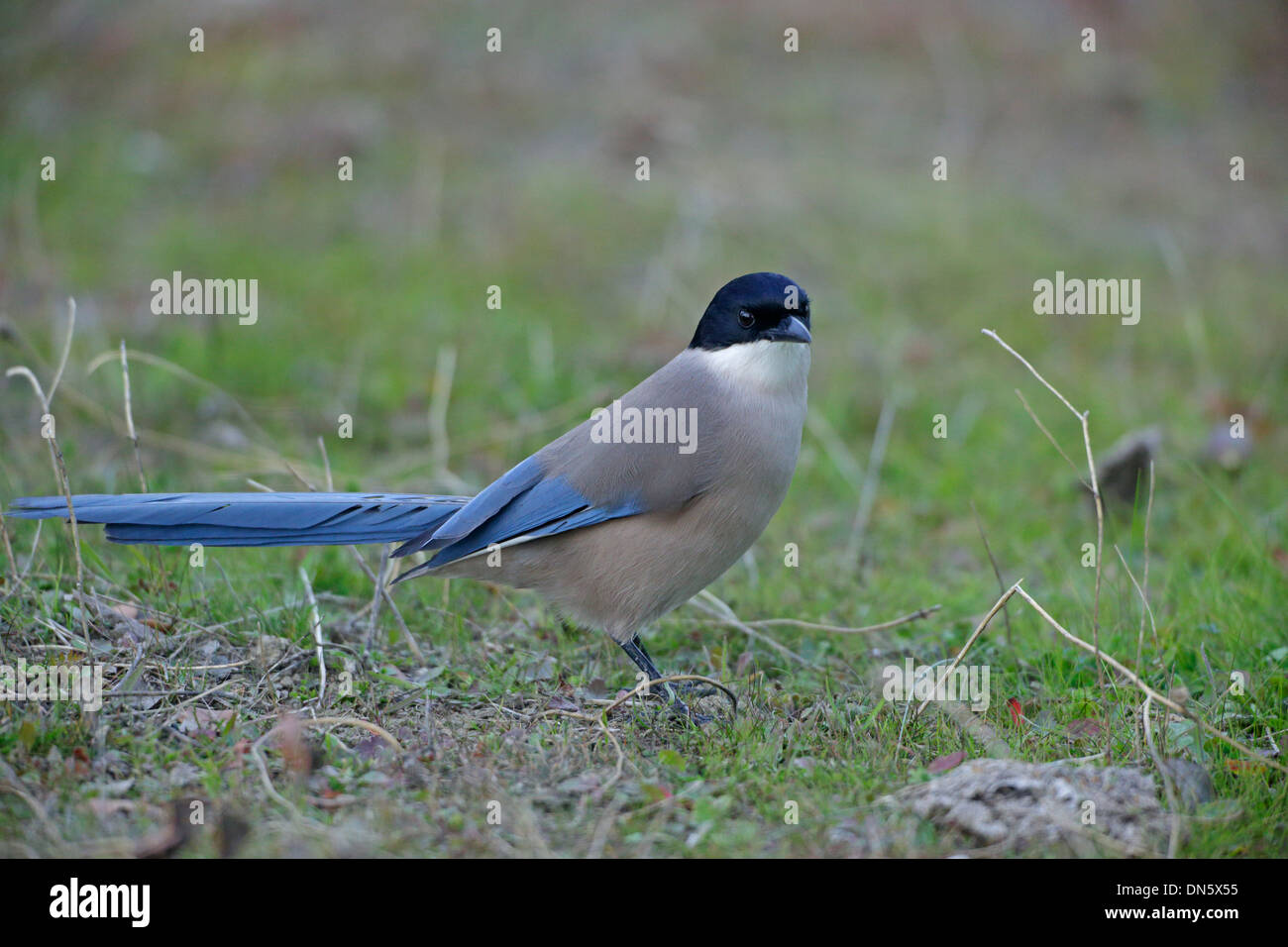 Azure-winged Elster Stockfoto