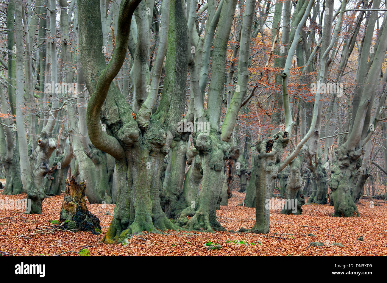 Buche Fagus sylvatica in Epping Forest Essex UK Herbst Stockfoto
