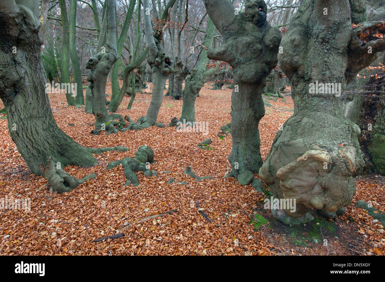 Buche Fagus sylvatica in Epping Forest Essex UK Herbst Stockfoto