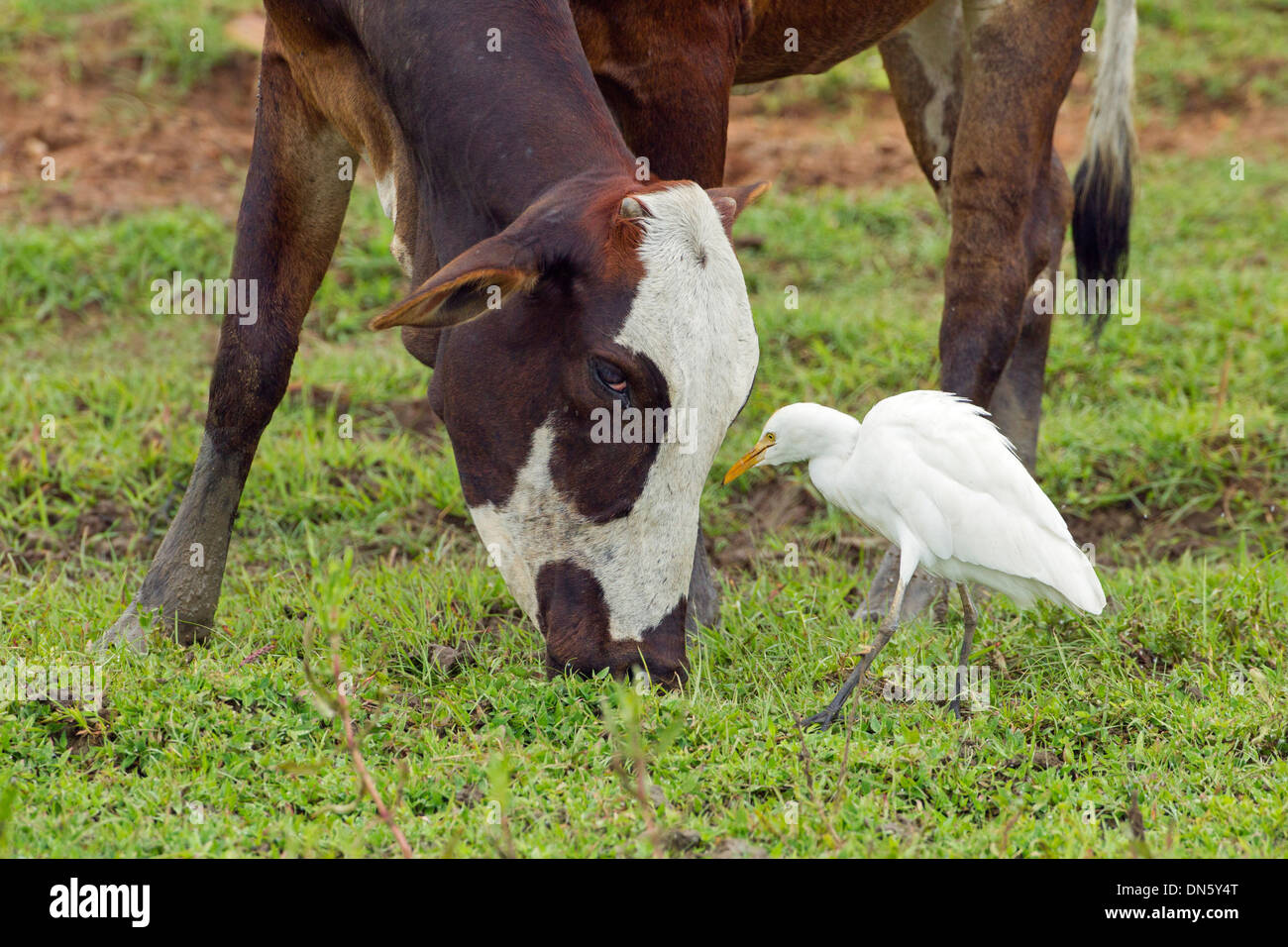 Kuhreiher Bubulcus Ibis und inländischen Wasserbüffel Stockfoto