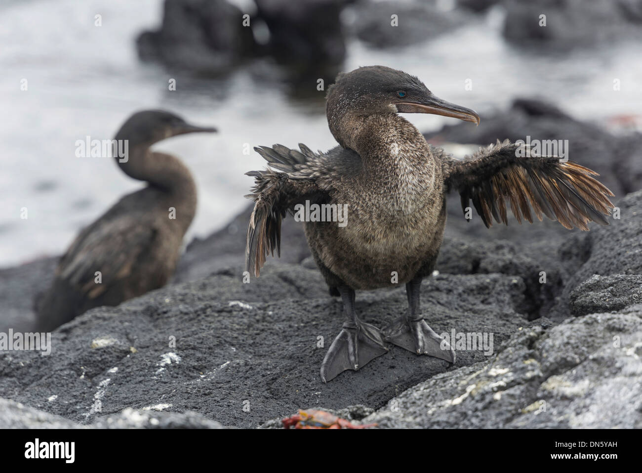 Flugunfähige Kormorane oder Galápagos Kormoran (Phalacrocorax Harrisi), Narborough Insel, Galápagos-Inseln Stockfoto