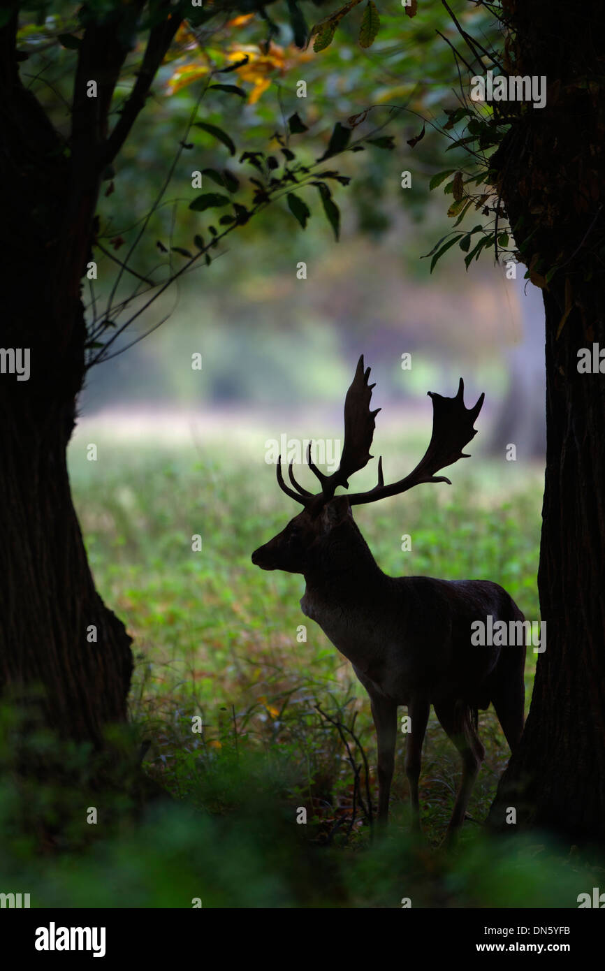 Damhirschen Cervus Dama Buck stehen unter Bäumen in der silhouette Stockfoto