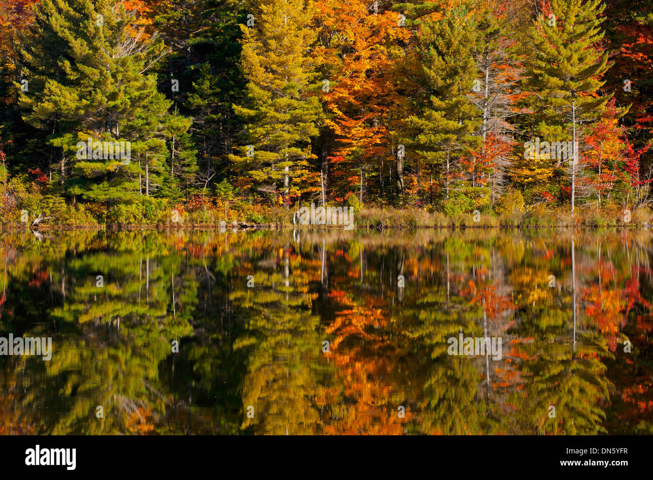 Wald in Biber Teich reflektiert wird, im Herbst, Eastern Townships, West Bolton, Quebec, Kanada Stockfoto