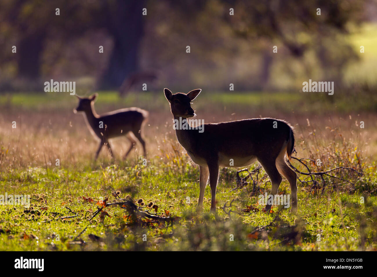 Damhirschen Cervus Dama rut Doe während im Herbst Stockfoto