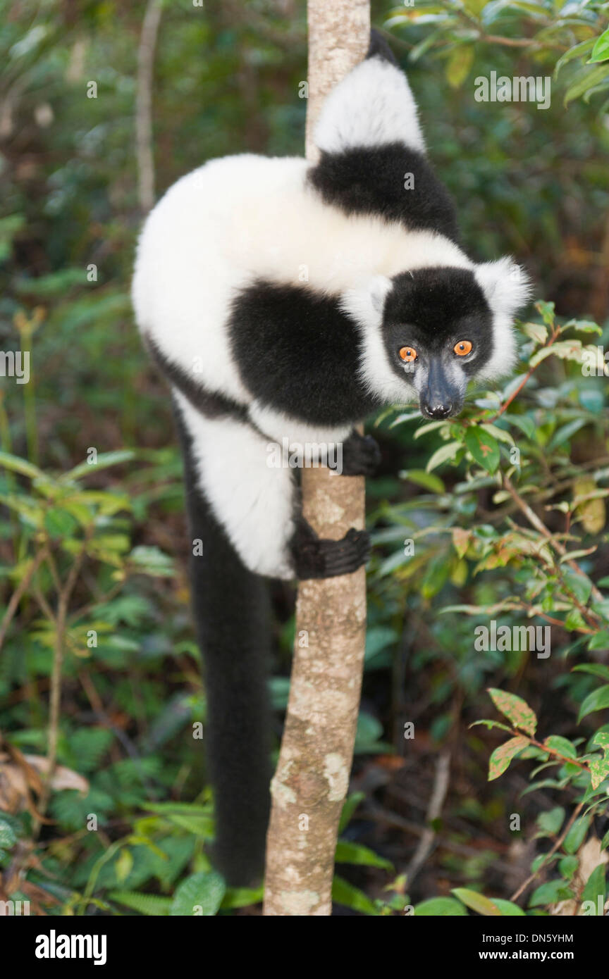 Schwarz-weiß-Ruffed Lemur (Varecia Variegata), klammerte sich an einem dünnen Baumstamm Vakona Park, Madagaskar Stockfoto