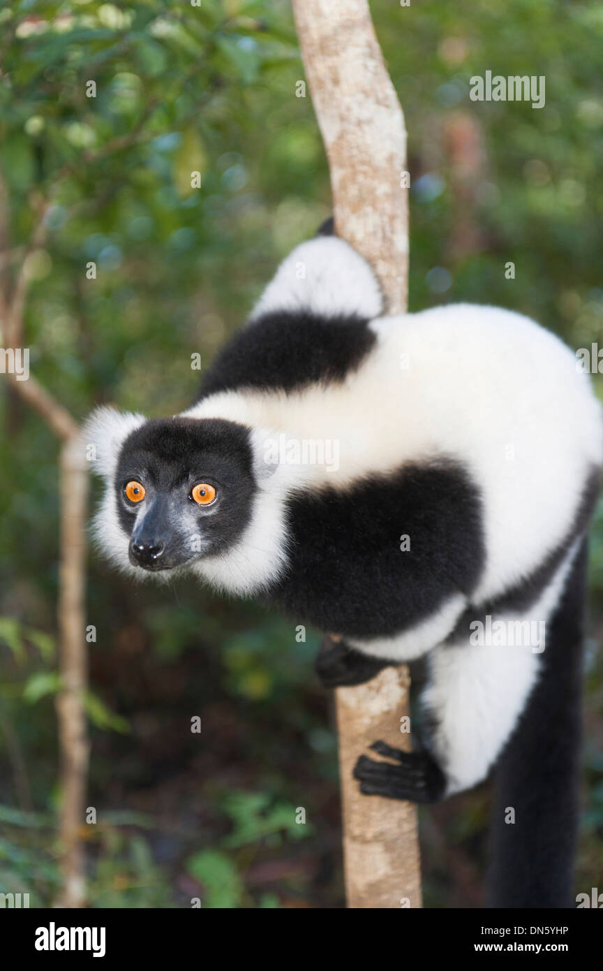 Schwarz-weiß-Ruffed Lemur (Varecia Variegata), mit durchdringenden Augen, klammerte sich an einem dünnen Baumstamm Vakona Park, Madagaskar Stockfoto