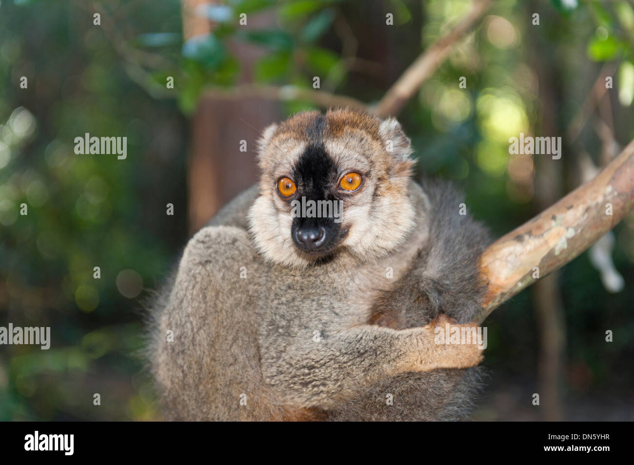 Rot-fronted Lemur (Eulemur Rufifrons), Vakona Park, Madagaskar Stockfoto