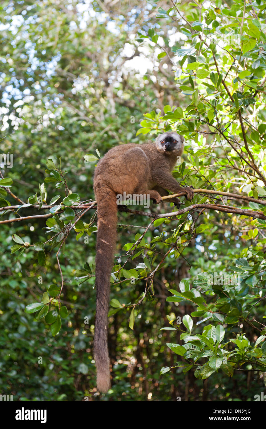 Rot-fronted Lemur (Eulemur Rufifrons), mit einem langen herabhängenden Schweif, Ranomafana Nationalpark, Madagaskar Stockfoto