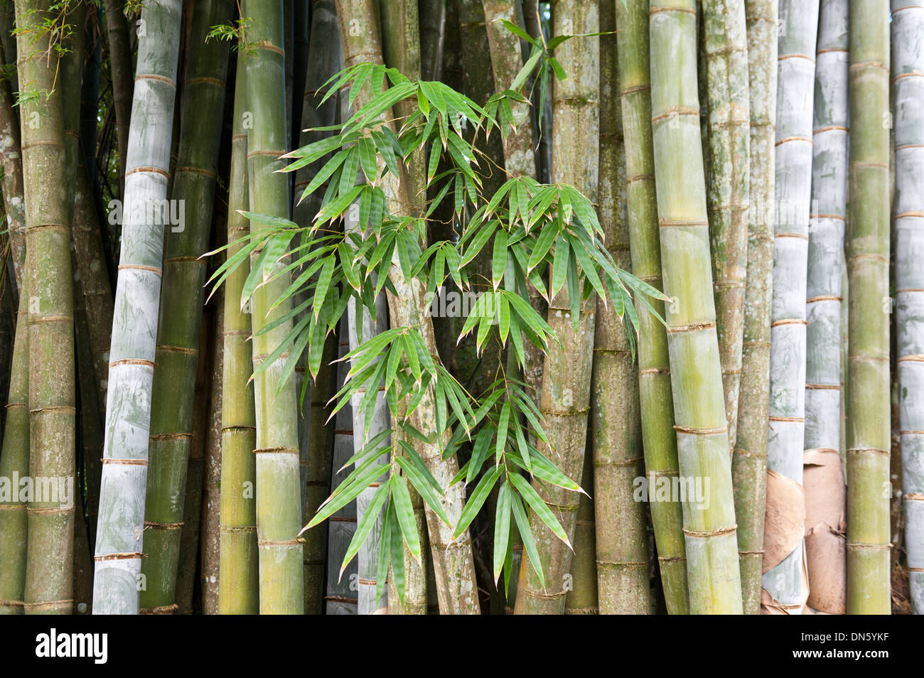 Bambus, dicke Stiele und Blätter, Nahampoana Reserve, Naturpark, Fort-Dauphin oder Tolagnaro, Madagaskar Stockfoto