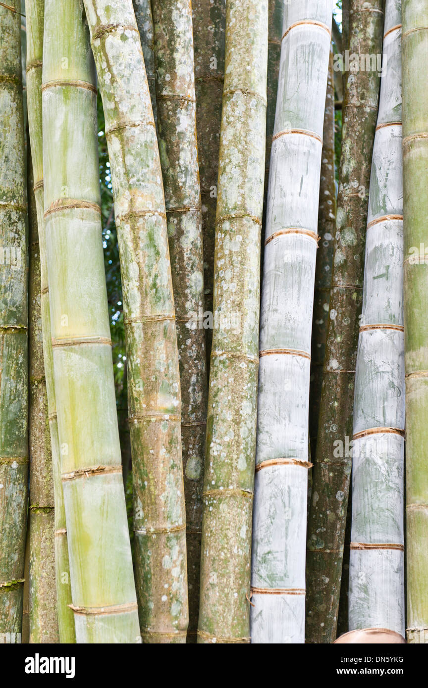 Bambus, dicke Stiele und Bltter, Nahampoana Reserve, Naturpark,  Fort-Dauphin oder Tolagnaro, Madagaskar Stockfotografie - Alamy