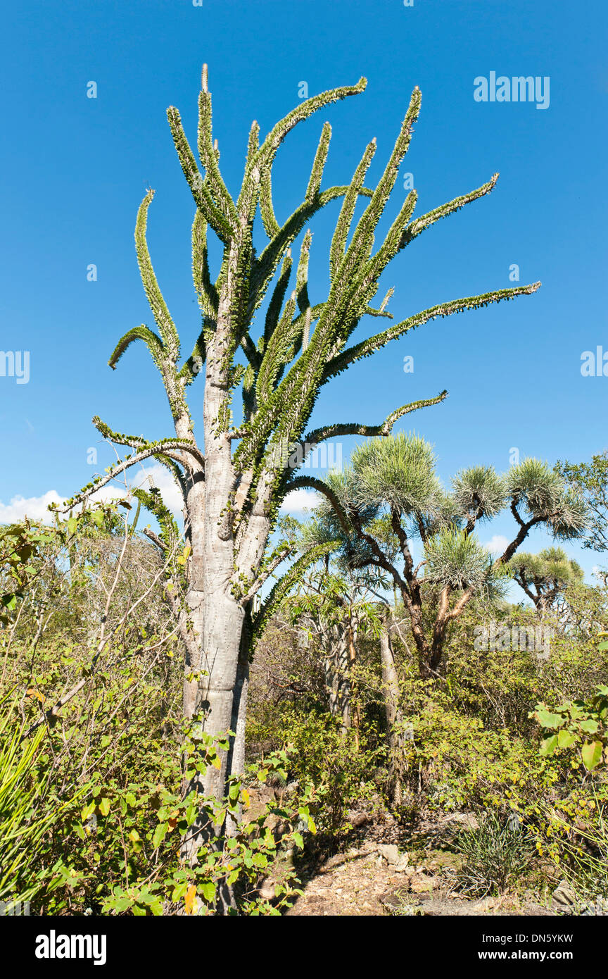 Madagaskar ocotillos Fotos und Bildmaterial in hoher Auflösung Alamy