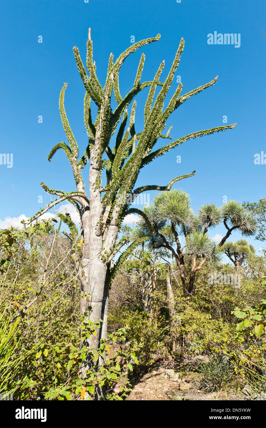 Madagassische Ocotillo oder Alluaudia (Alluaudia Procera), Didiereaceae, Andohahela Nationalpark in der Nähe von Fort-Dauphin oder Tolagnaro Stockfoto