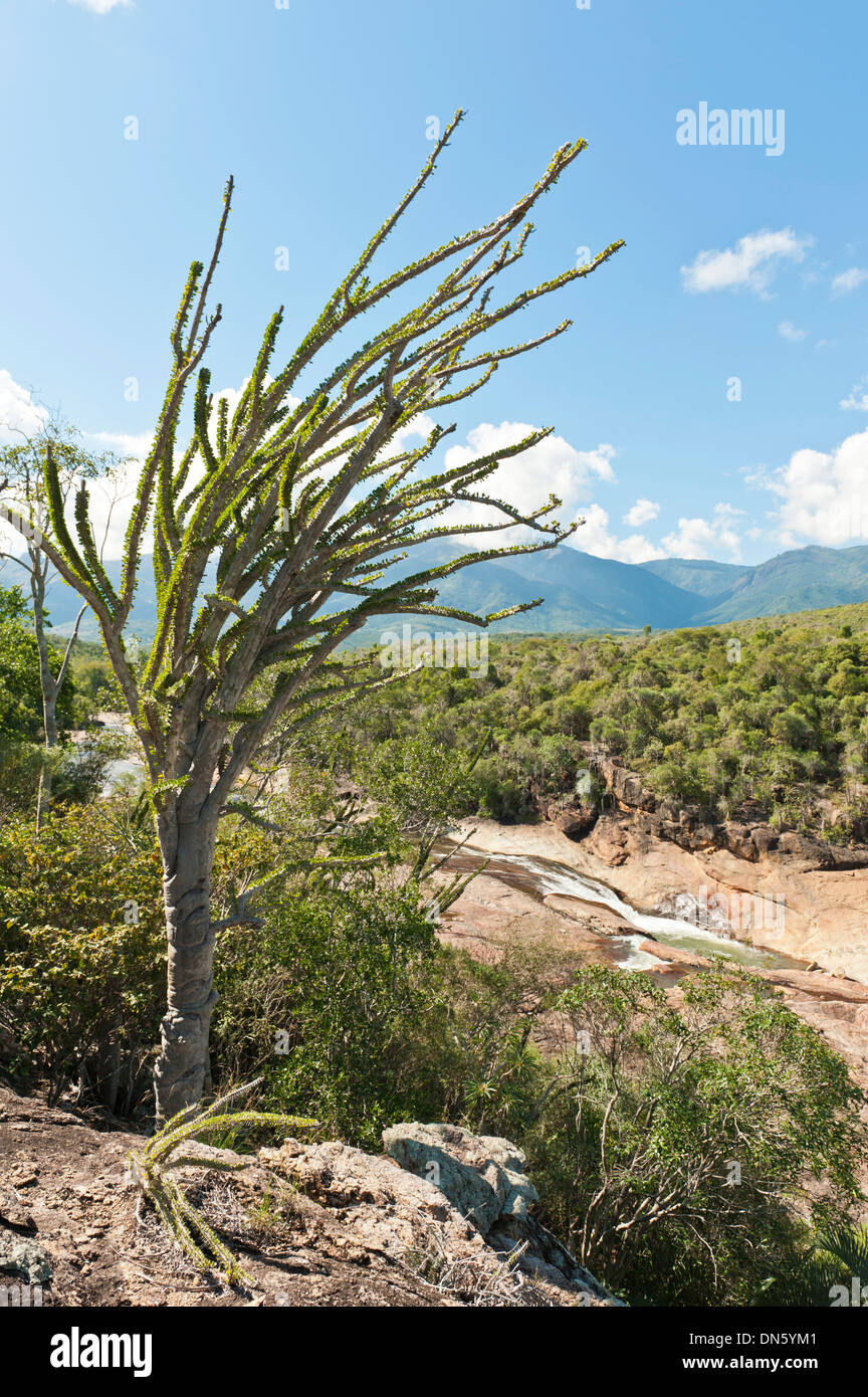 Tropischen Trockenwald Landschaft mit Fluss und Felsen, mit madagassischen Ocotillo oder Alluaudia (Alluaudia Procera), Didiereaceae Stockfoto
