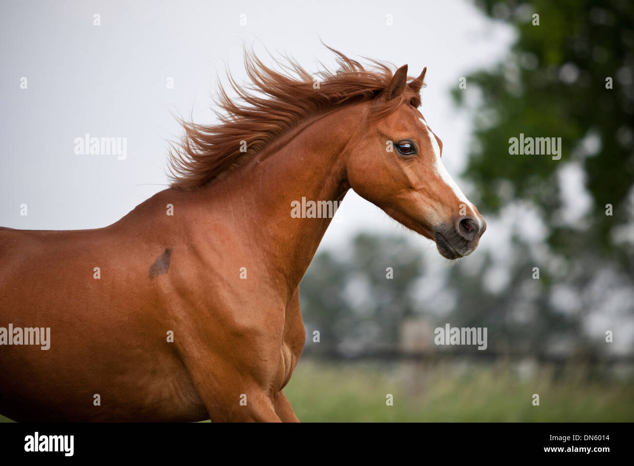 Welsh B Pony Wallach, Sauerampfer mit Blesse, läuft frei, Porträt Stockfoto