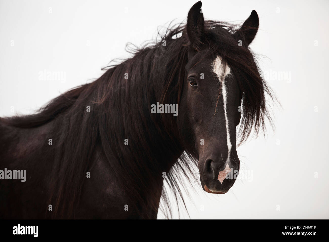 Shire Horse Wallach, schwarz mit einer Flamme, Porträt Stockfoto