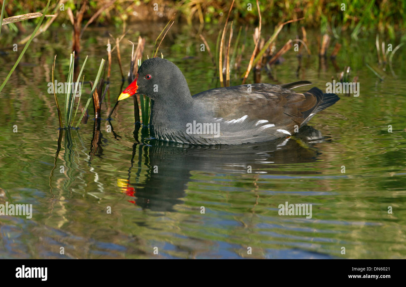 Sumpfhuhn Gallinula chloropus an cley Naturschutzgebiet Norfolk Stockfoto