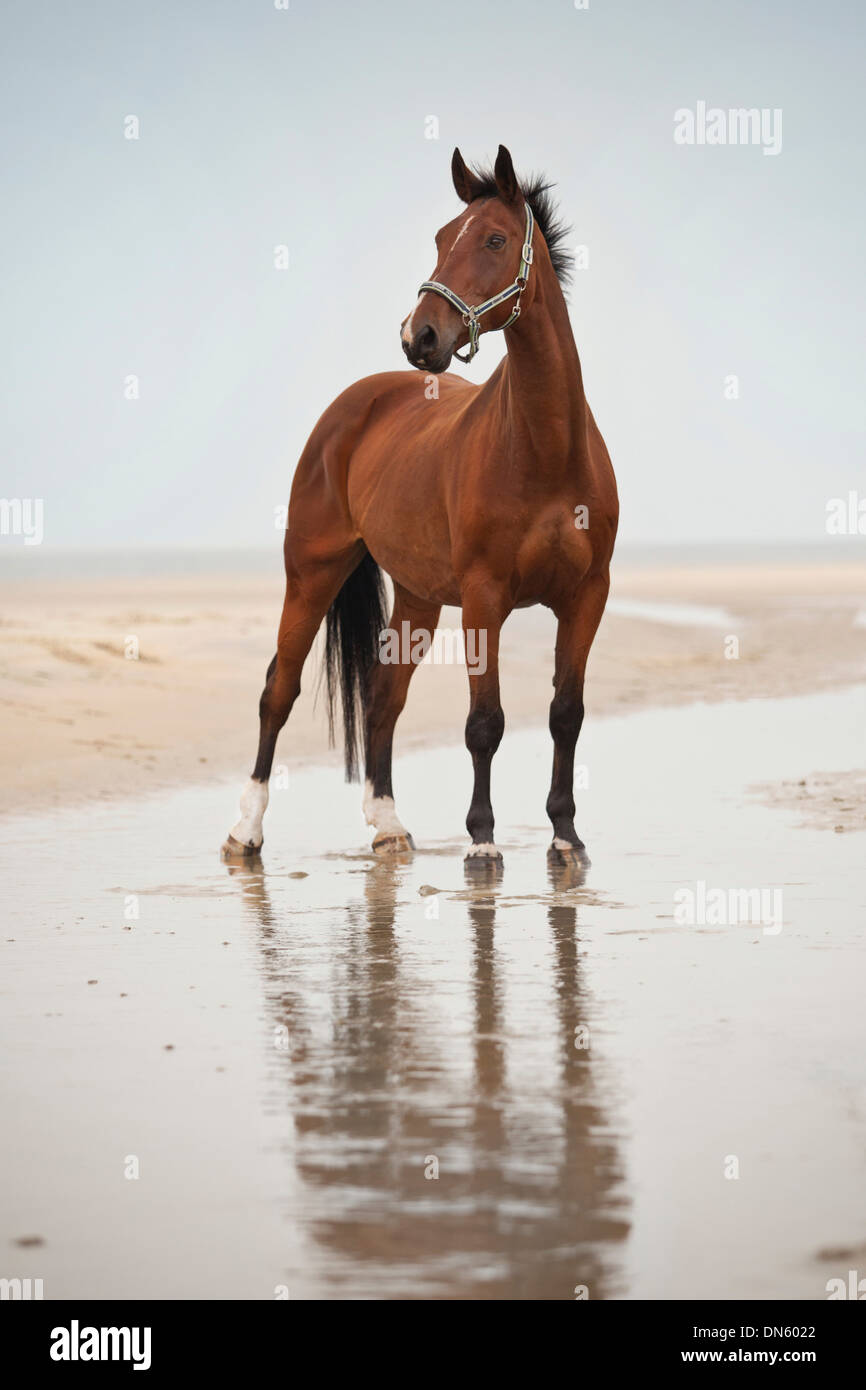 Hannoveraner Wallach, Bucht mit einer Gesichtsbehandlung, Kennzeichnung, stehend auf den Strand von Borkum, Niedersachsen, Deutschland Stockfoto