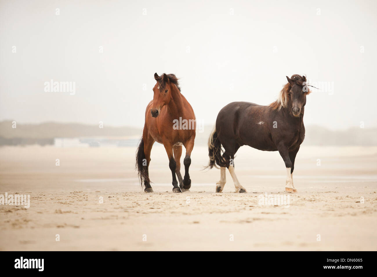 Andalusischer Mischling, zwei Wallache und ein Lewitzer Pony, frei herum, auf den Strand von Borkum, Niedersachsen, Deutschland Stockfoto