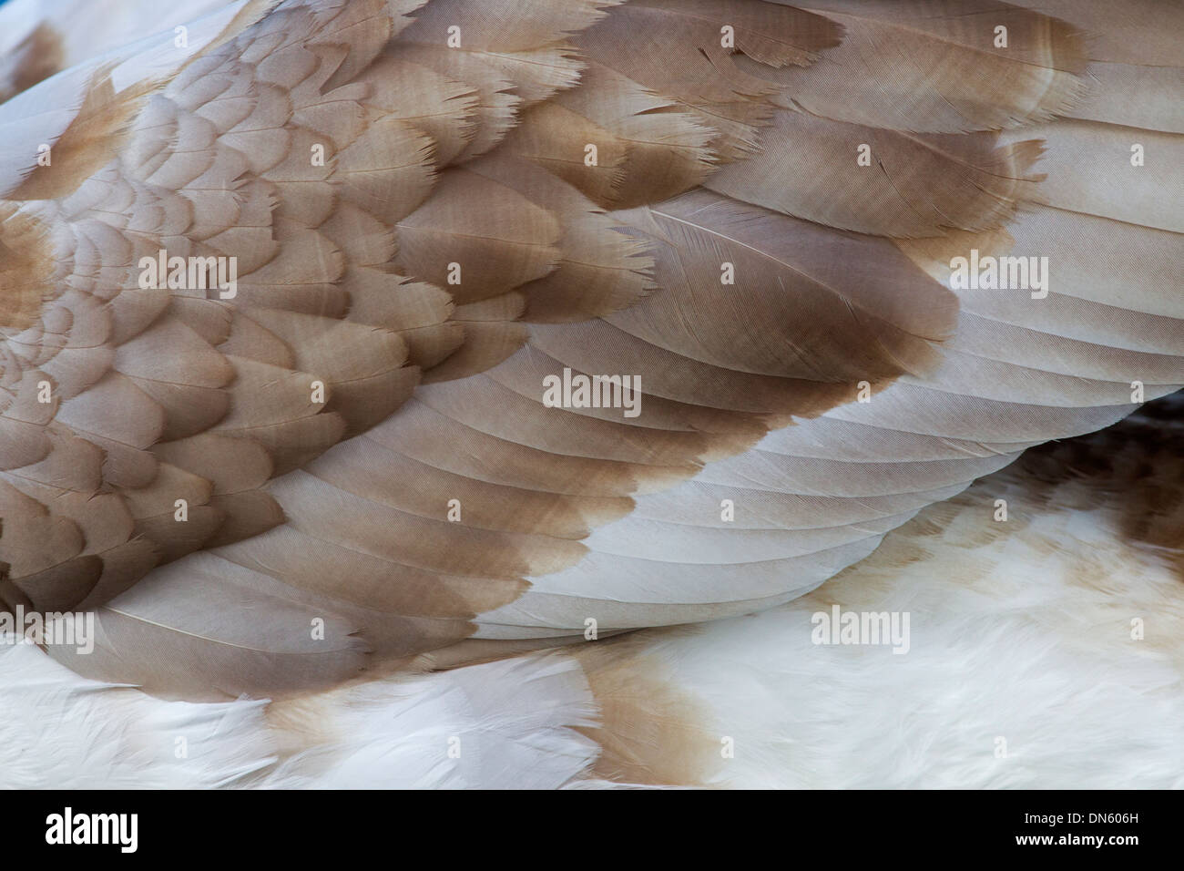 Höckerschwan Cygnus Solar unreife Federn für Jugendliche und Erwachsene Stockfoto