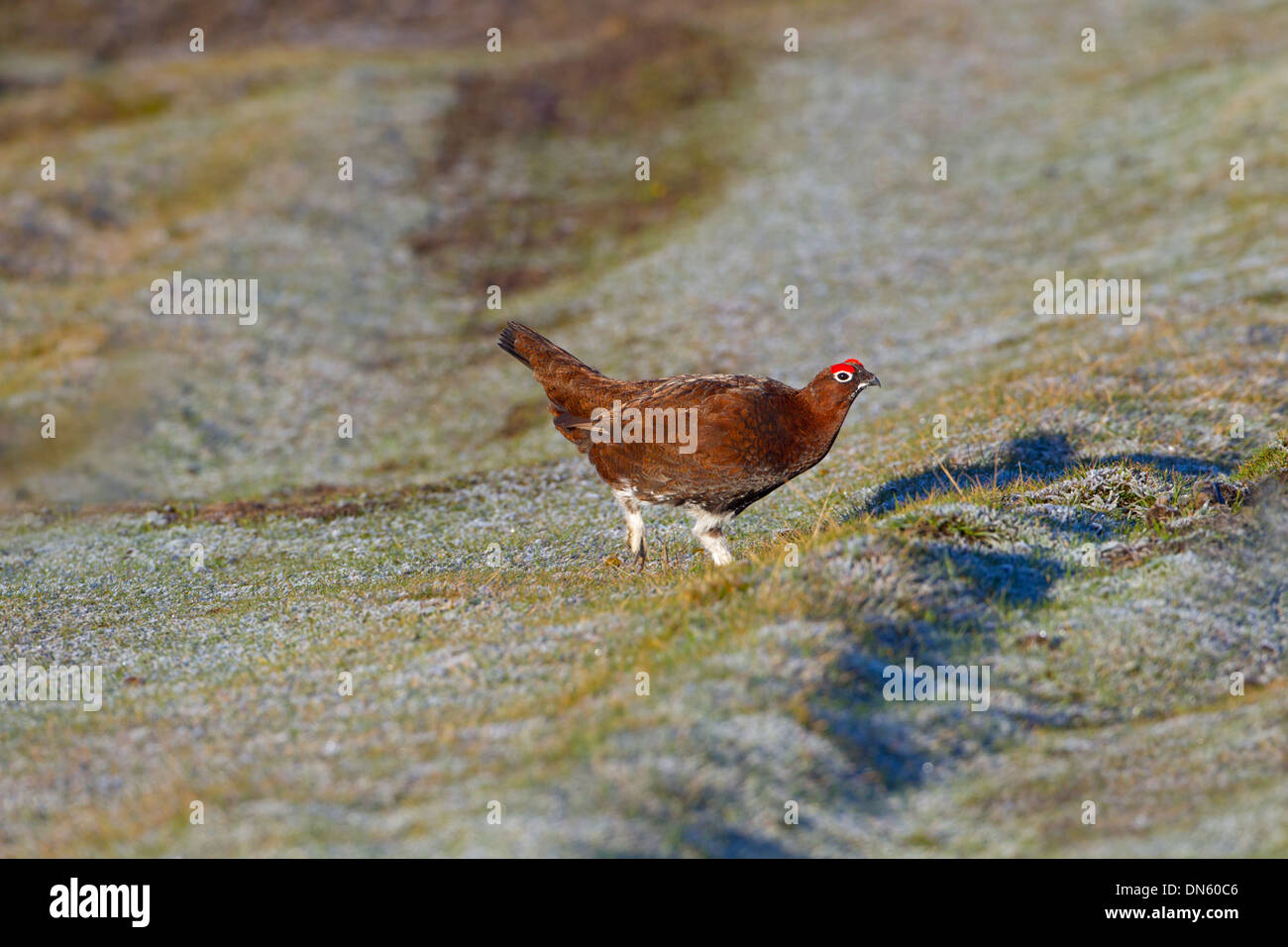 Moorschneehuhn Lagopus Scoticus männlichen in Heather auf Yorkshire moors Stockfoto