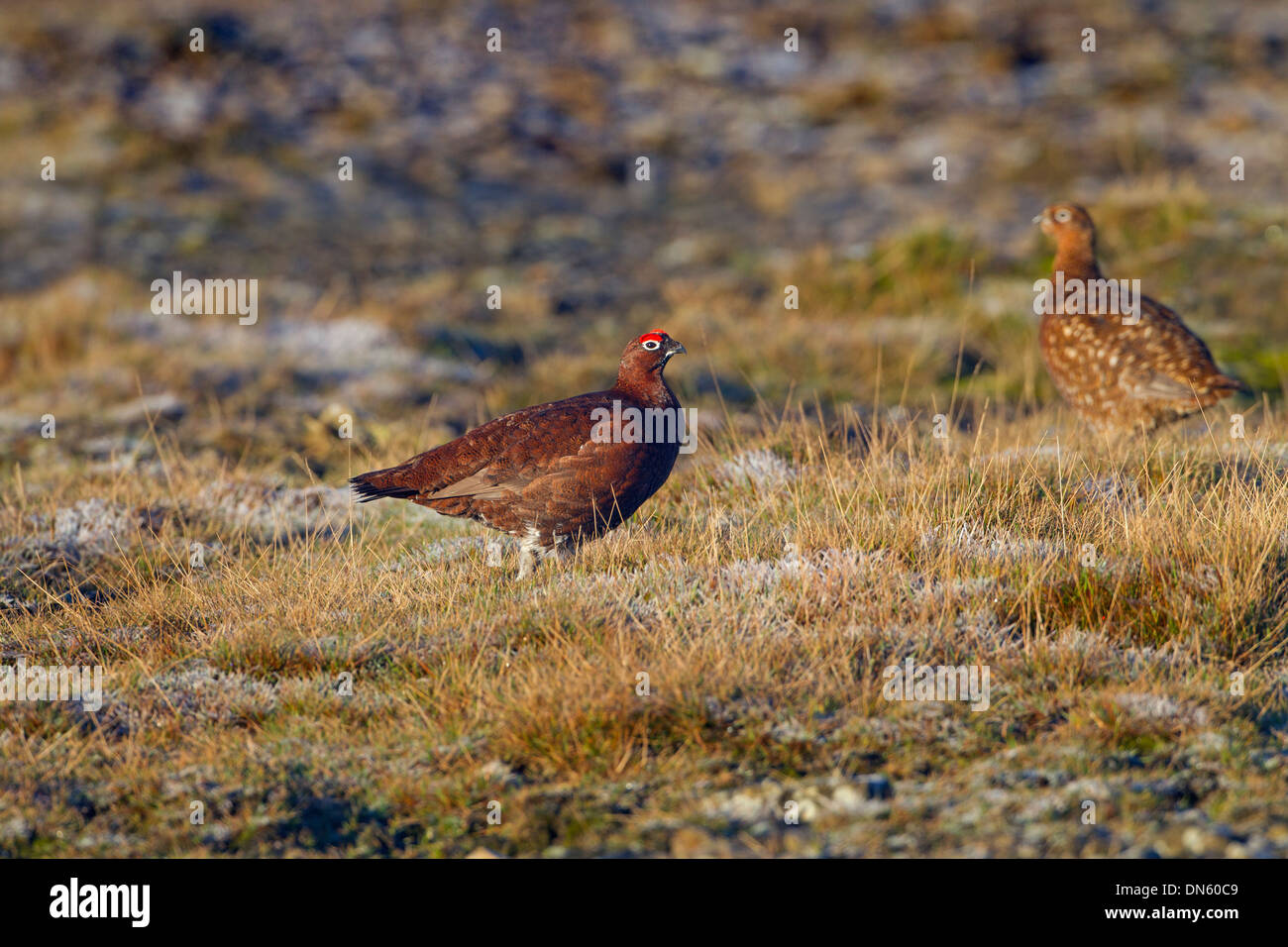 Moorschneehuhn Lagopus Scoticus männlichen in Heather auf Yorkshire moors Stockfoto