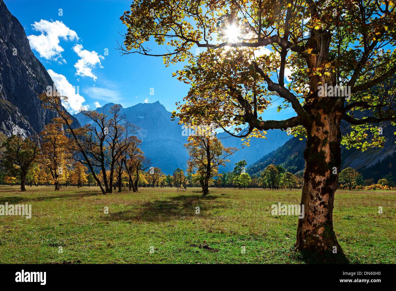 Ahorne (Acer) im Herbst, Großer Ahornboden, Eng, Hinterriß, Tirol, Österreich Stockfoto