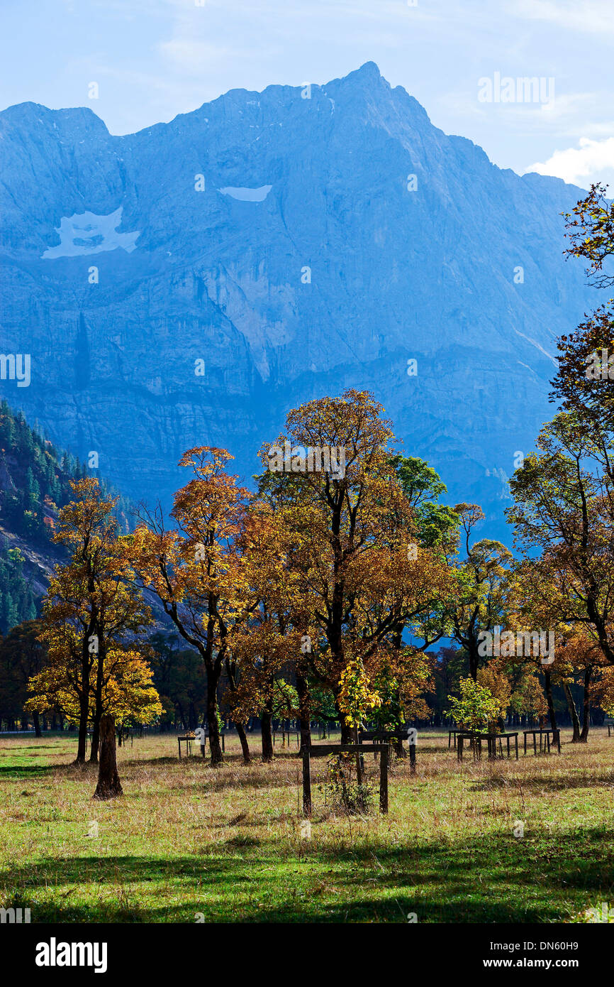 Ahorne (Acer) im Herbst, Großer Ahornboden, Eng, Hinterriß, Tirol, Österreich Stockfoto