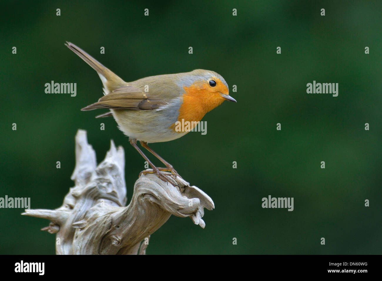 Rotkehlchen (Erithacus Rubecula), Emsland, Niedersachsen, Deutschland Stockfoto