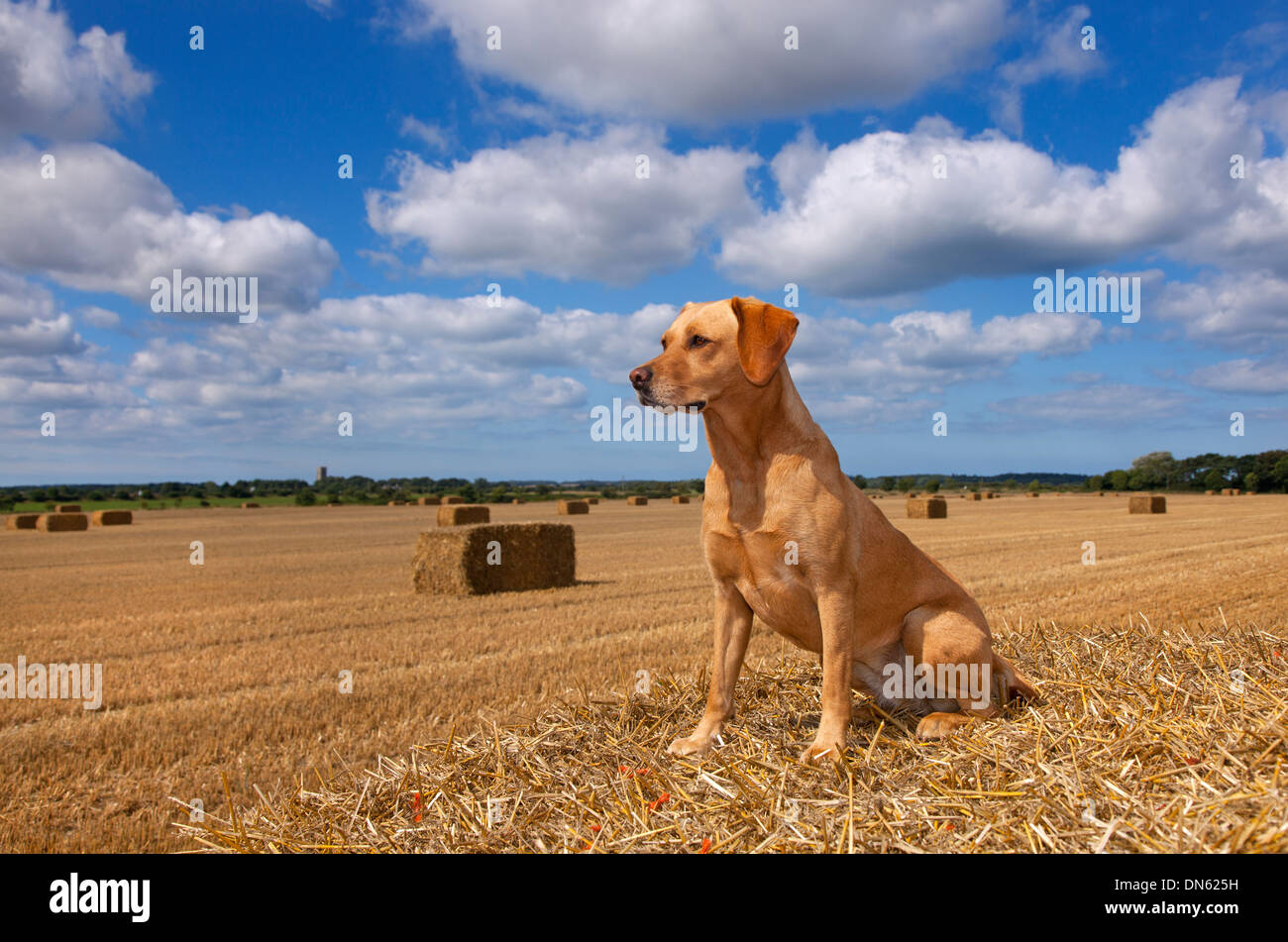 Gelber Labrador im Kornfeld Stockfoto