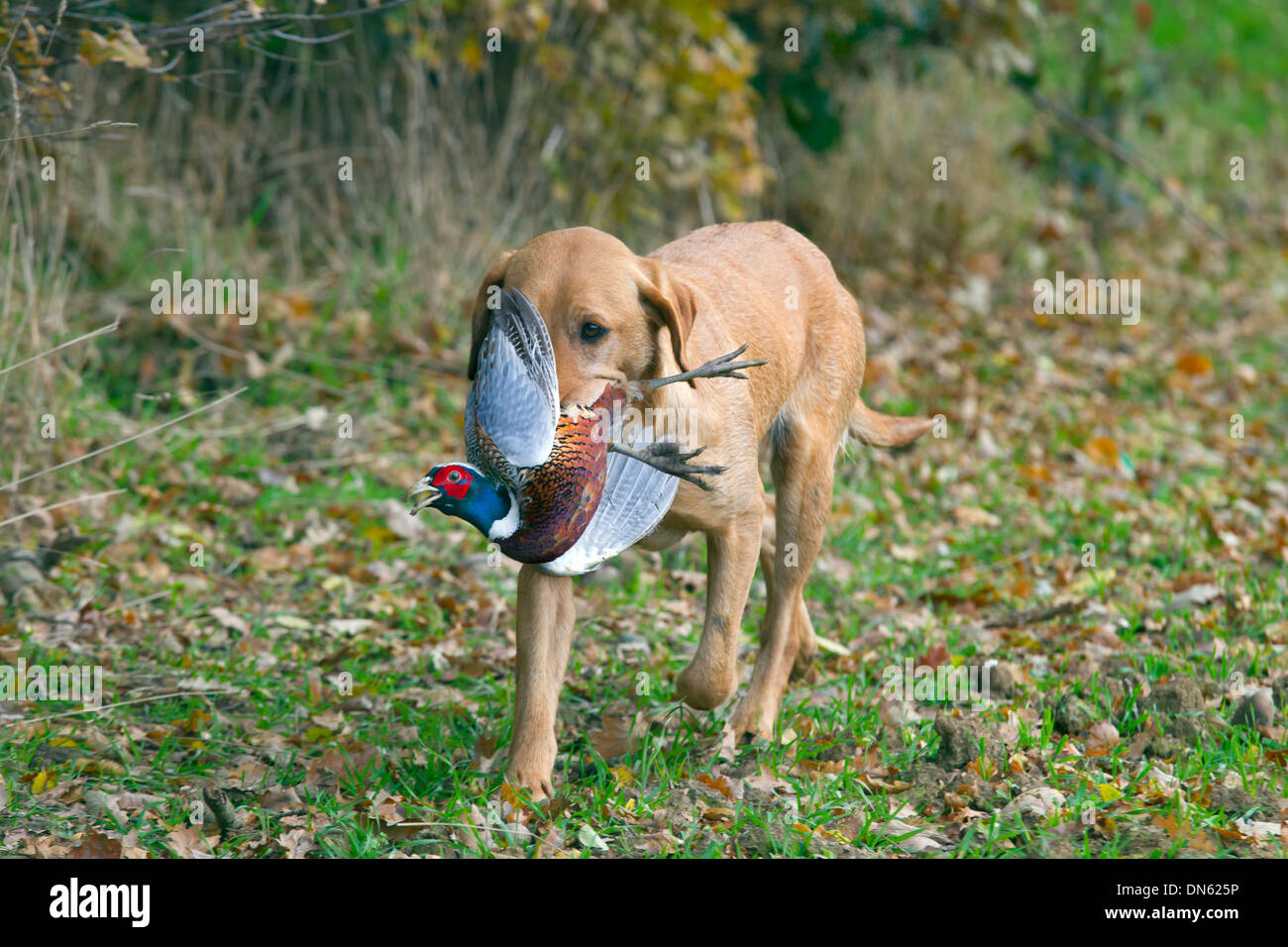 Gelber Labrador mit Fasan erschossen Stockfoto