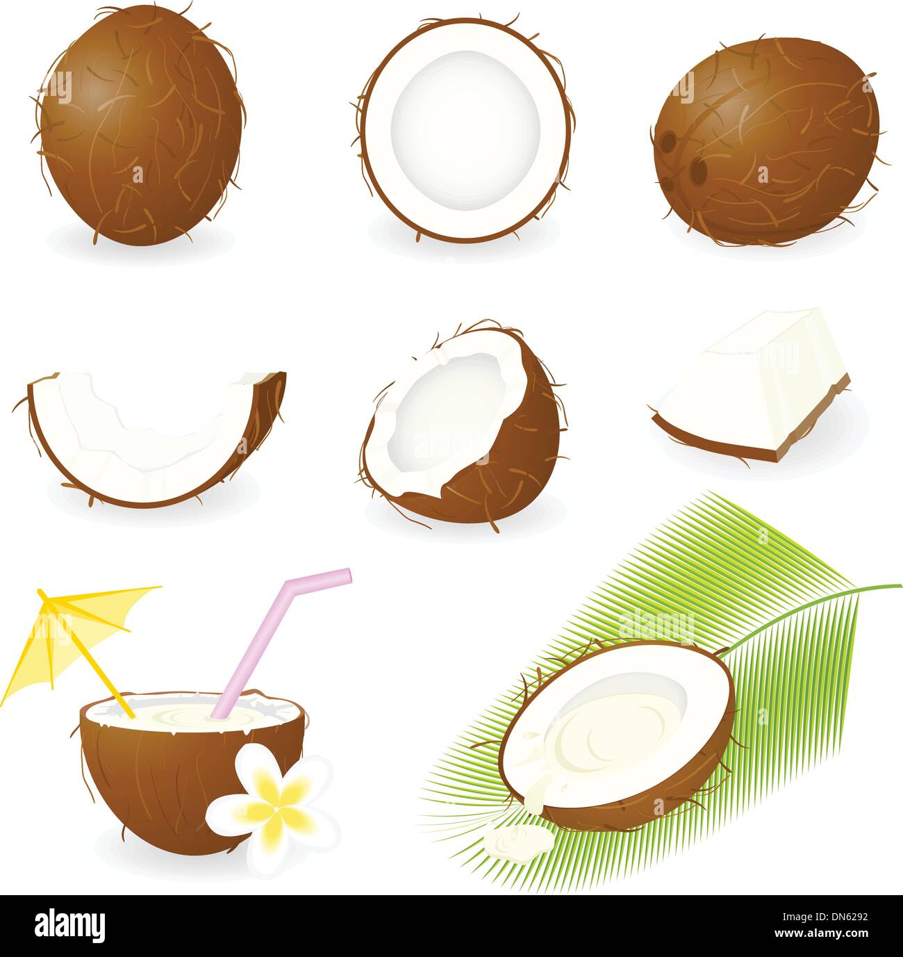 Kokosnuss Stock Vektor